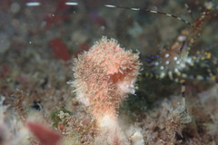 Boltenia villosa