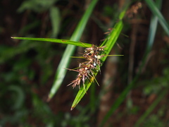 Scleria terrestris