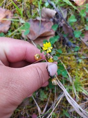 Trifolium dubium