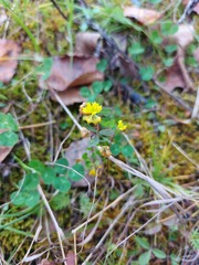 Trifolium dubium