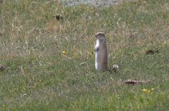 Urocitellus undulatus
