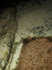 Fundulus diaphanus diaphanus