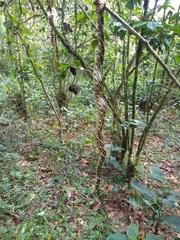 Spilotes pullatus
