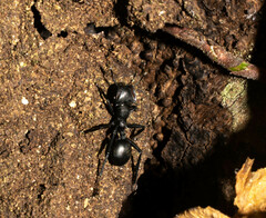 Cephalotes atratus