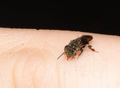 Nannotrigona melanocera