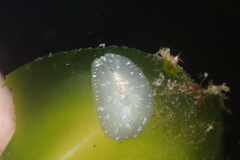 Pseudoceros canadensis