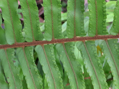 Nephrolepis hirsutula