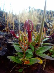Ceropegia jainii