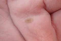 Pseudoceros canadensis