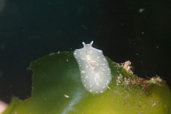 Pseudoceros canadensis