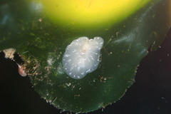 Pseudoceros canadensis