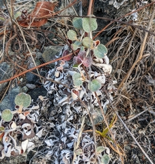 Eriogonum latifolium
