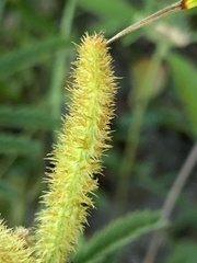 Mimosa nuttallii