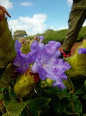 Strobilanthes sessilis