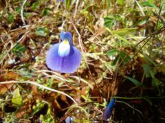 Utricularia