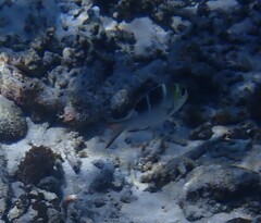 Monotaxis grandoculis