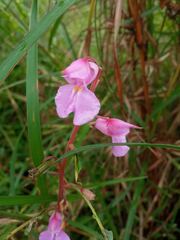 Impatiens rosea