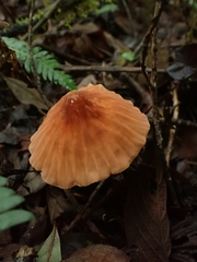 Marasmius berteroi