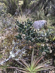 Baccharis tricuneata