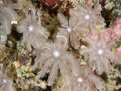 Clavularia