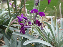 Matthiola incana