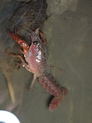 Procambarus