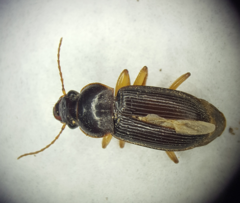Harpalus sinicus