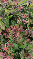 Cotoneaster coriaceus