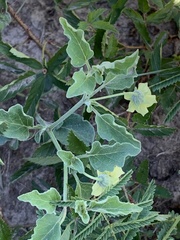 Physalis mollis