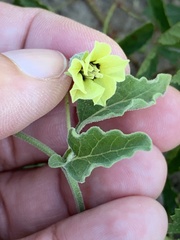 Physalis mollis