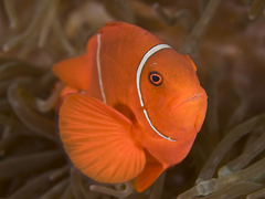 Amphiprion biaculeatus