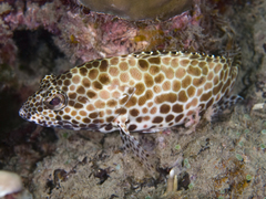 Epinephelus merra