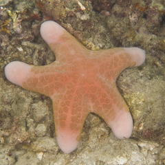 Choriaster granulatus