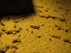 Ponometia elegantula