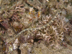 Corythoichthys intestinalis