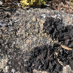 Umbilicaria hyperborea