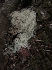 Alectoria sarmentosa