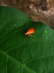 Chrysomelidae