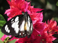 Charaxes wakefieldi