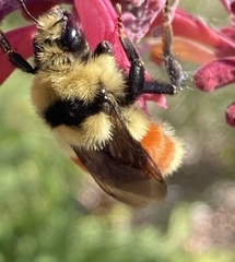 Bombus huntii