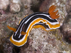 Chromodoris magnifica
