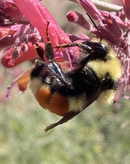 Bombus huntii