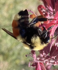 Bombus huntii