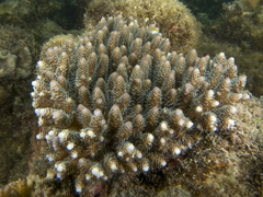 Acropora millepora