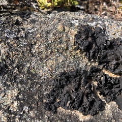 Umbilicaria hyperborea