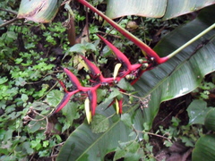 Heliconia aemygdiana