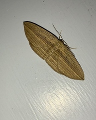 Epiphryne verriculata