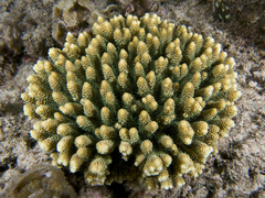Acropora millepora