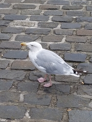 Larus argentatus