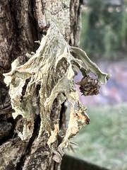 Ramalina complanata